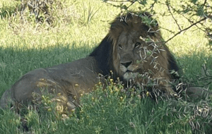 Joxilox Naked Group Tour Feb 2024