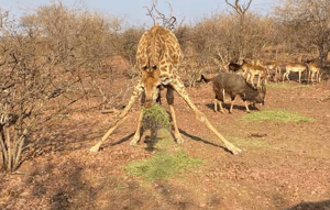 Joxilox Tours Visit to the Eastern and Western Cape June 2024