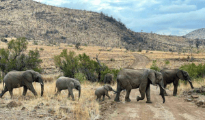 Internatuur Safari and Sea Tour Nov 2024