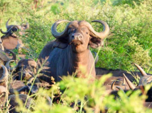 Joxilox January 2025 Tour