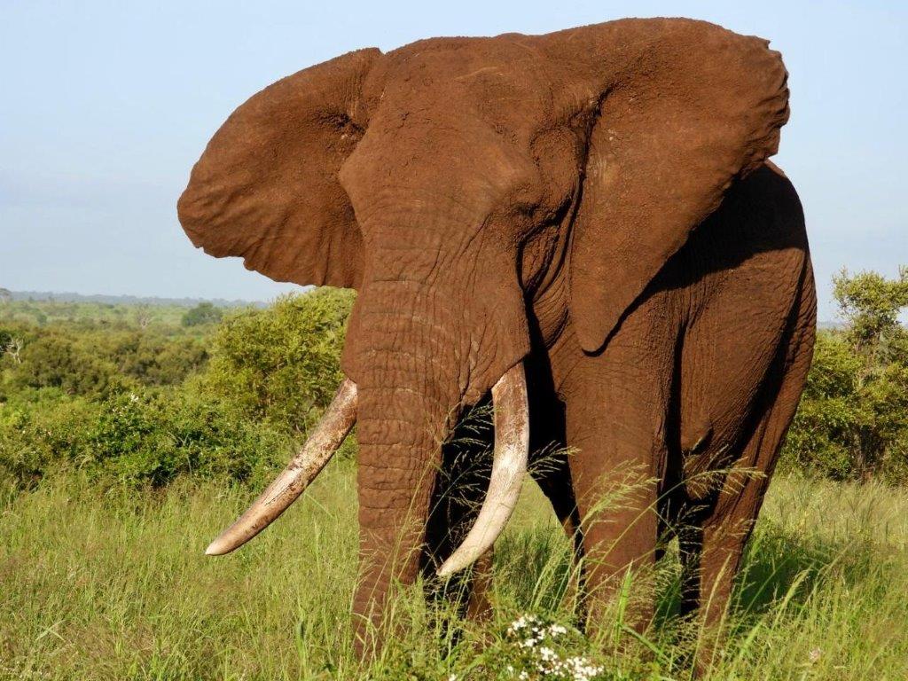 Joxilox Big5 Safari Naturist Group Tours
