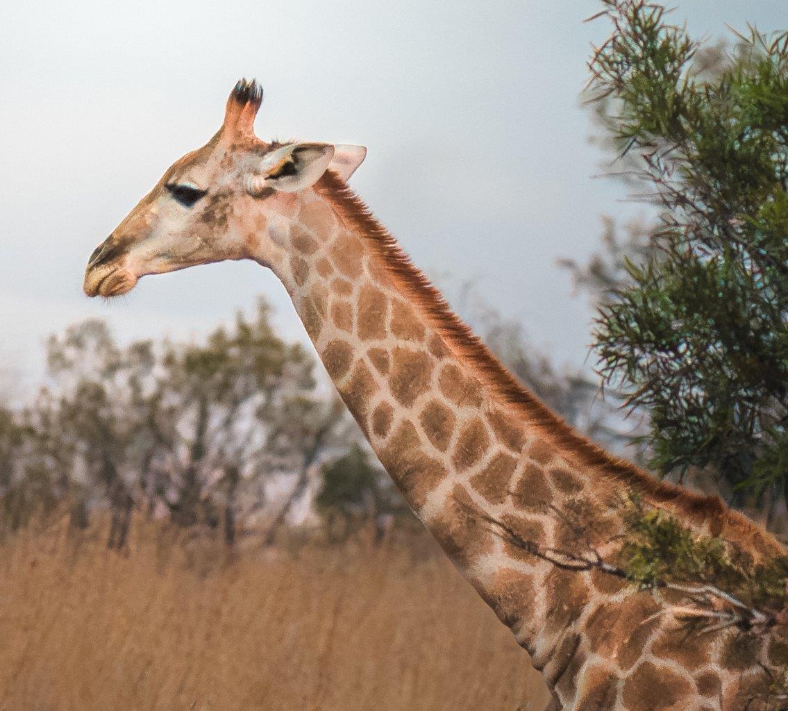 Joxilox Big5 Safari Naturist Group Tours
