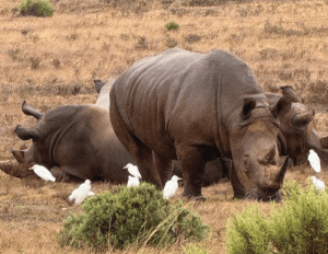 Joxilox Cape Tour March 2025