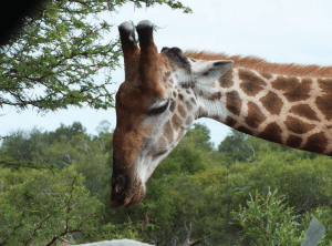 Joxilox Spends 9 days With 60 Naturists in KNP May 2025