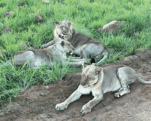 Joxilox Big5 Safari Jan and Feb 2025