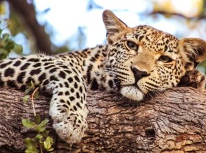 Joxilox Big5 Safari Naturist Group Tour