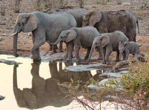 Joxilox Big5 Safari Naturist Group Tour