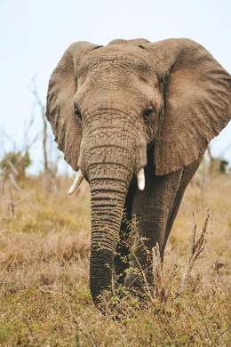 Elephant walking through the African bush South Africa Big 5 safari