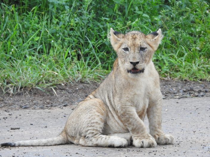 Lion cub sitting in the African bush South Africa Big 5 safari