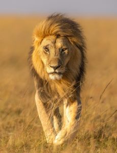 Joxilox Big5 Safari Naturist Group Tour