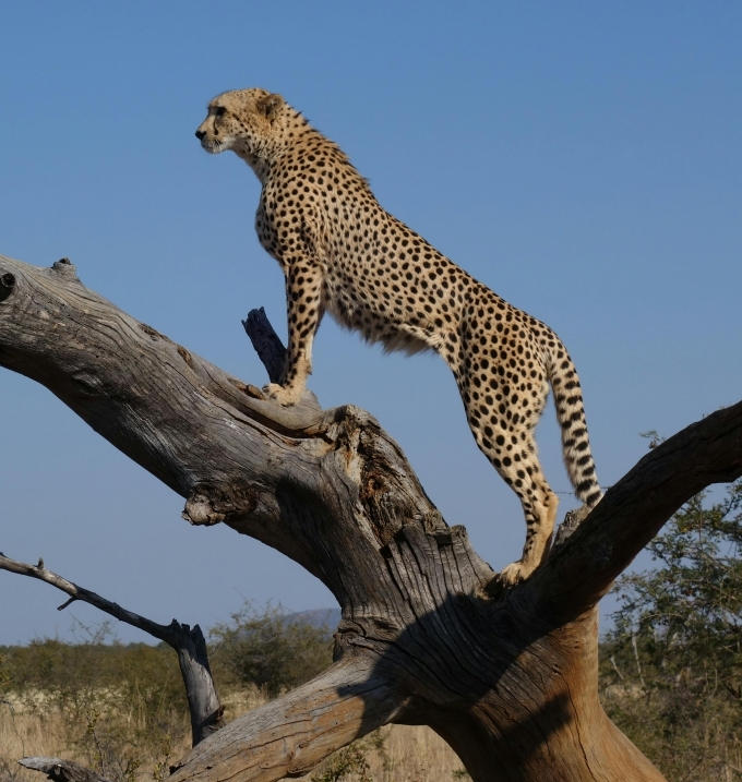 Cheetah resting in a tree South Africa Panorama naturist tour