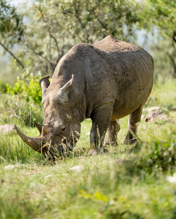 White rhino grazing in Dinokeng Game Reserve South Africa