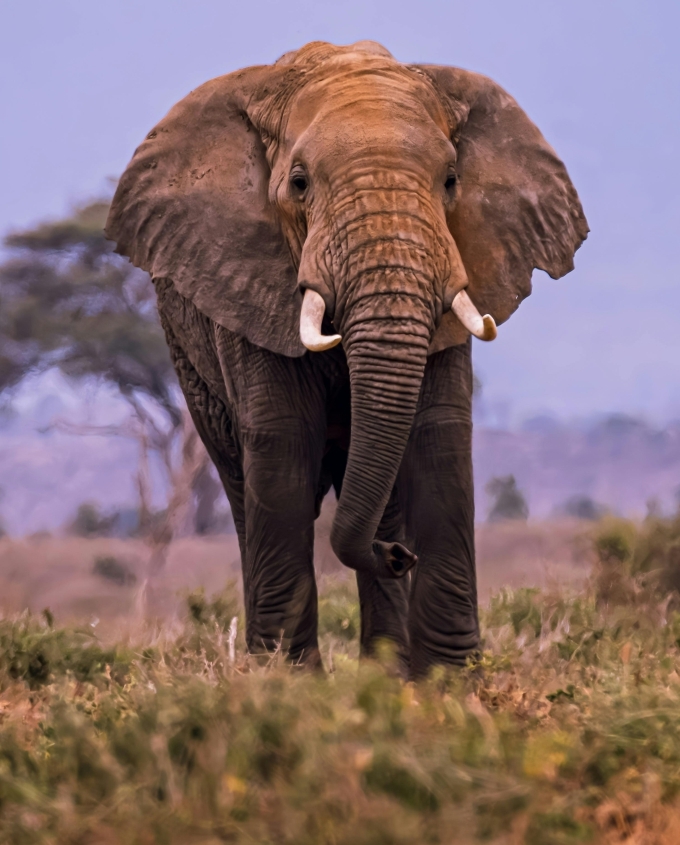 Elephant in the African bush South Africa Big 5 safari November 2026