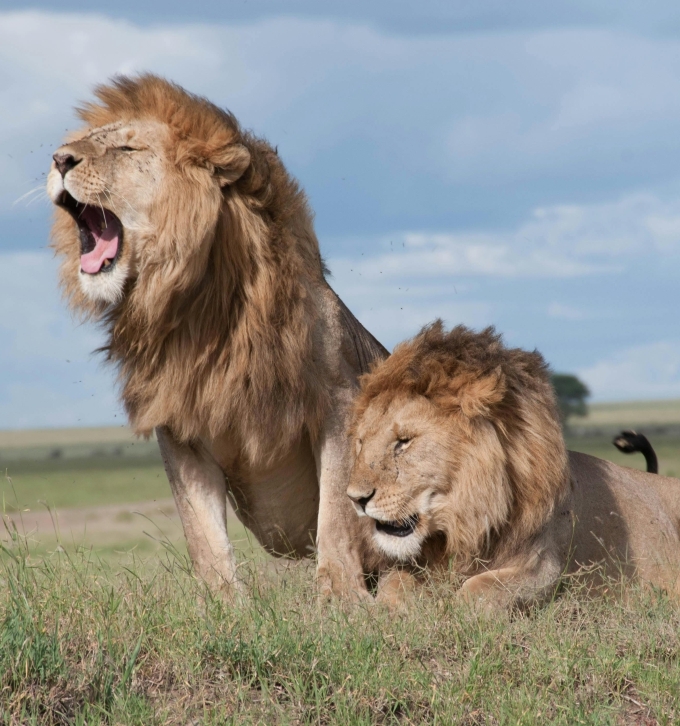Lions on safari South Africa Big 5 naturist group tour October 2026