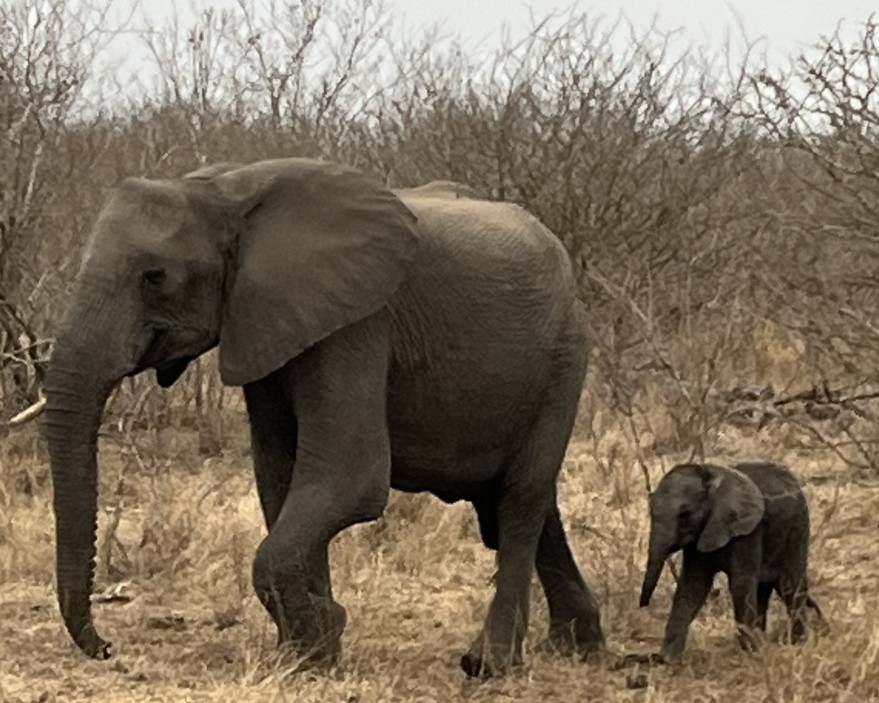 Elephant and calf walking through dry bush South Africa