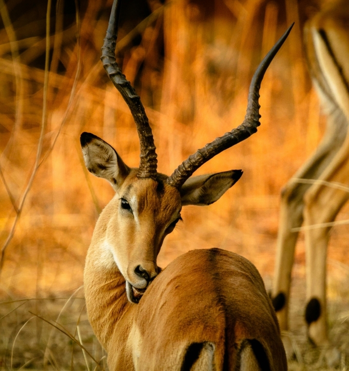 Impala buck in golden light South Africa Panorama naturist tour