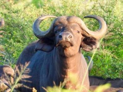 African buffalo close up portrait Big 5 safari South Africa