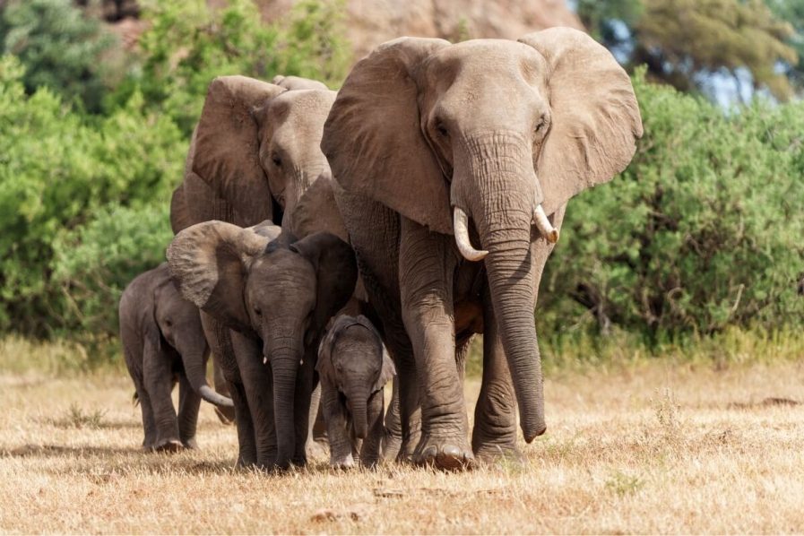 Elephant herd in the African bush South Africa Big 5 safari