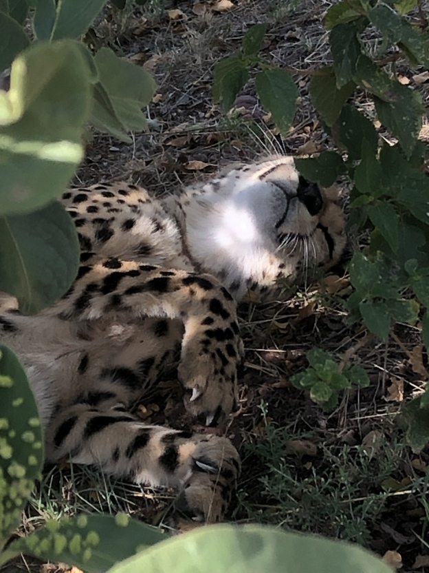 Cheetah portrait South Africa Panorama naturist group tour April 2027