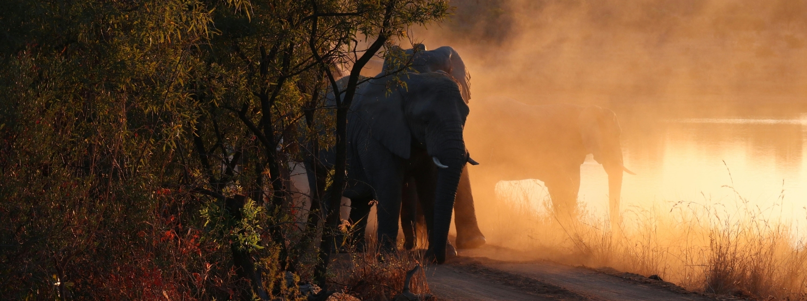 Elephant at sunset South Africa Big 5 safari