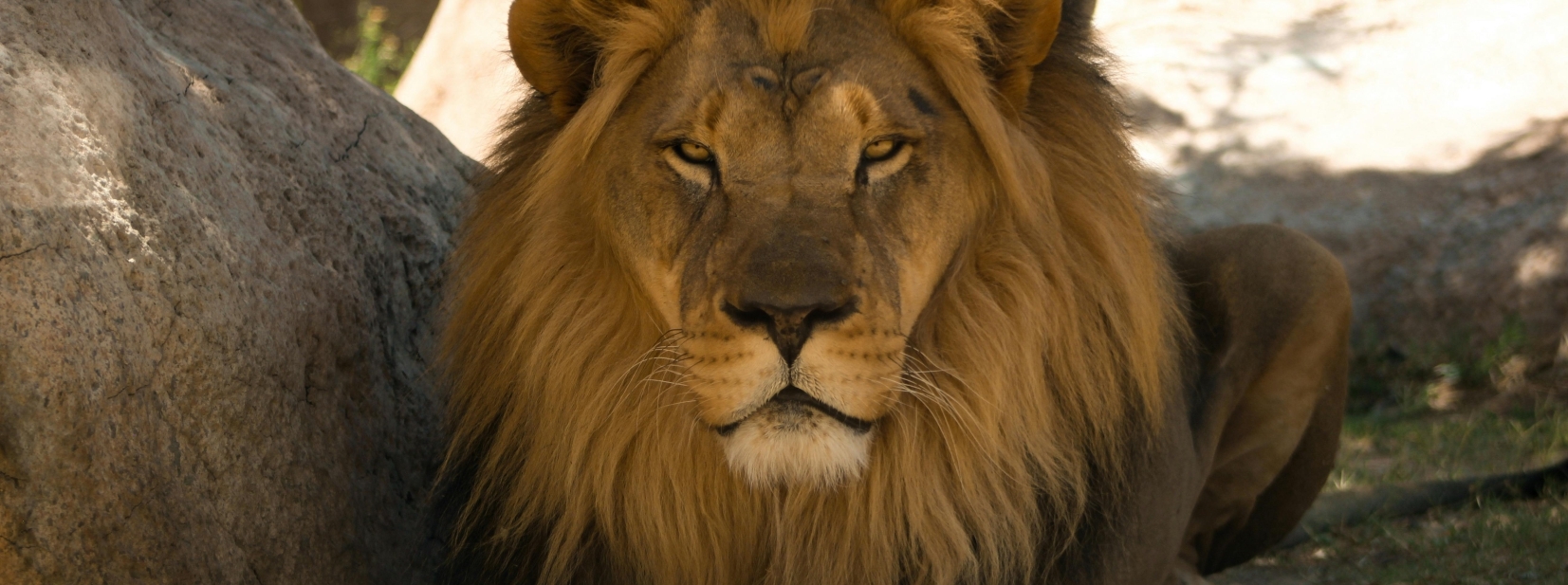 Male lion close up South Africa Big 5 safari