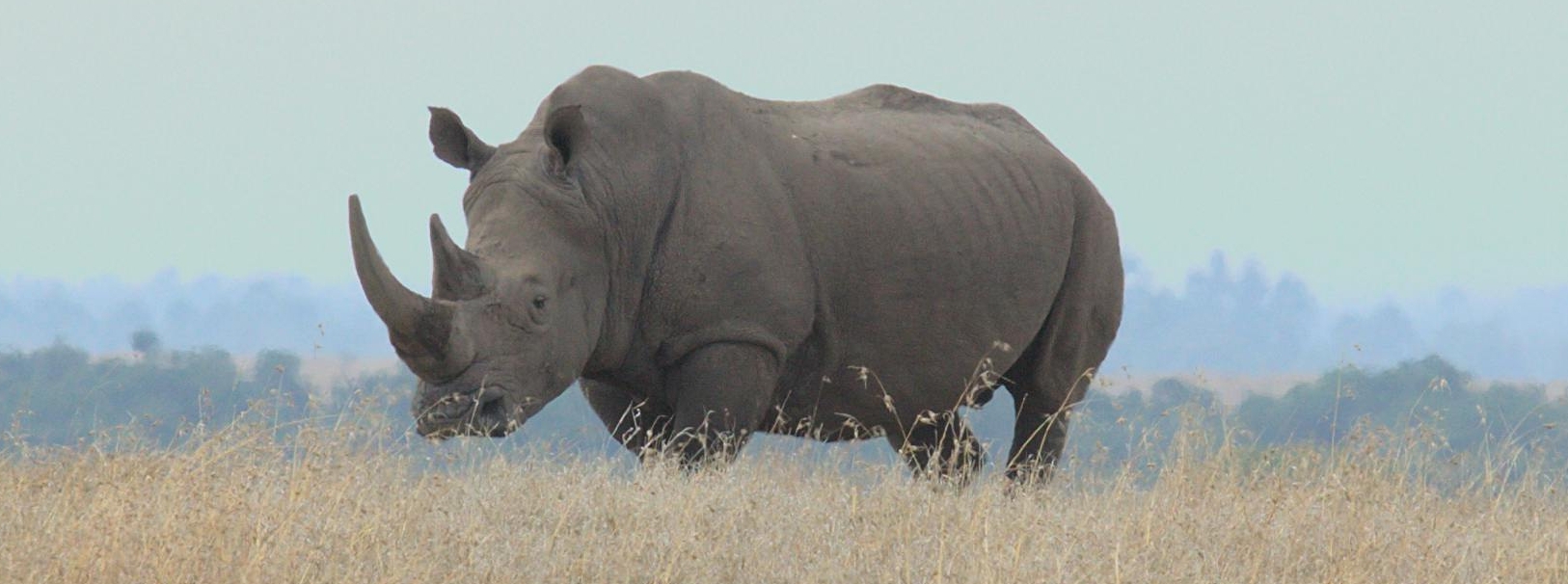 White rhino in the African bush South Africa Big 5 safari
