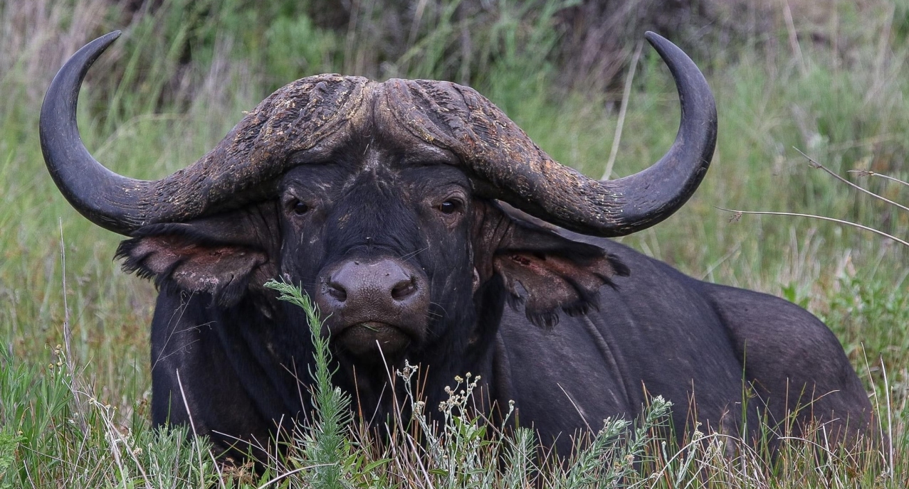 African buffalo close up Dinokeng Game Reserve South Africa