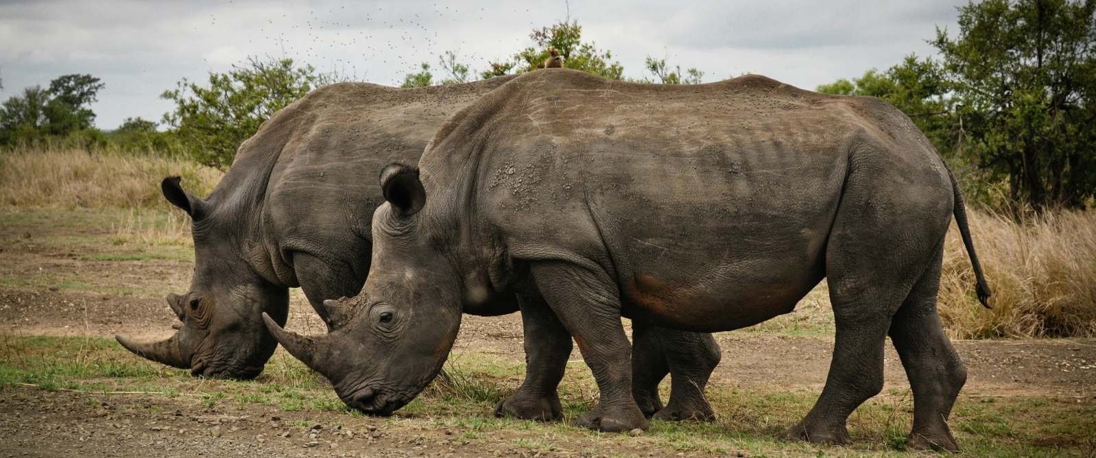 White rhino pair grazing in Dinokeng Game Reserve South Africa