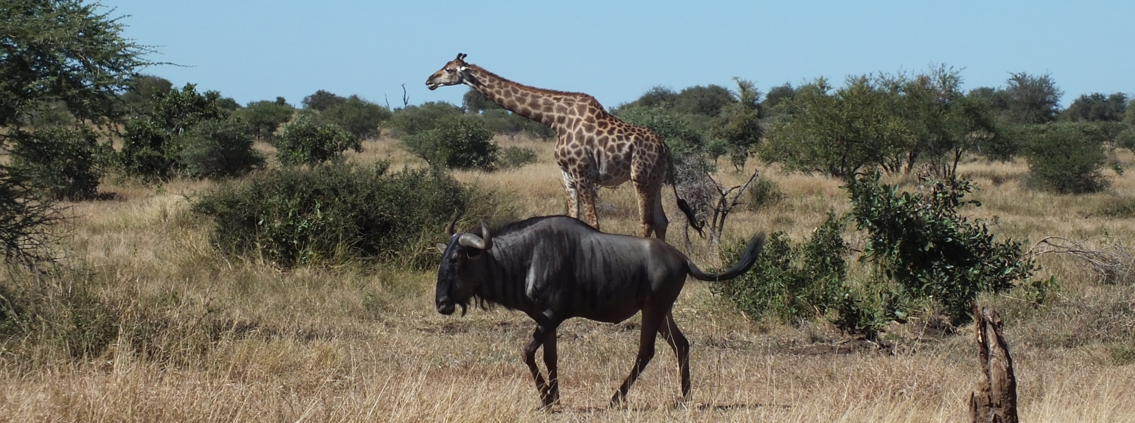 African buffalo South Africa Panorama naturist group tour December 2026