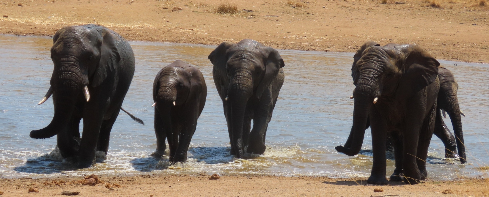 Elephant herd at a river South Africa