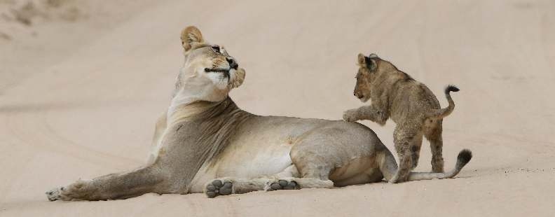 Lioness and cub resting in the African bush South Africa