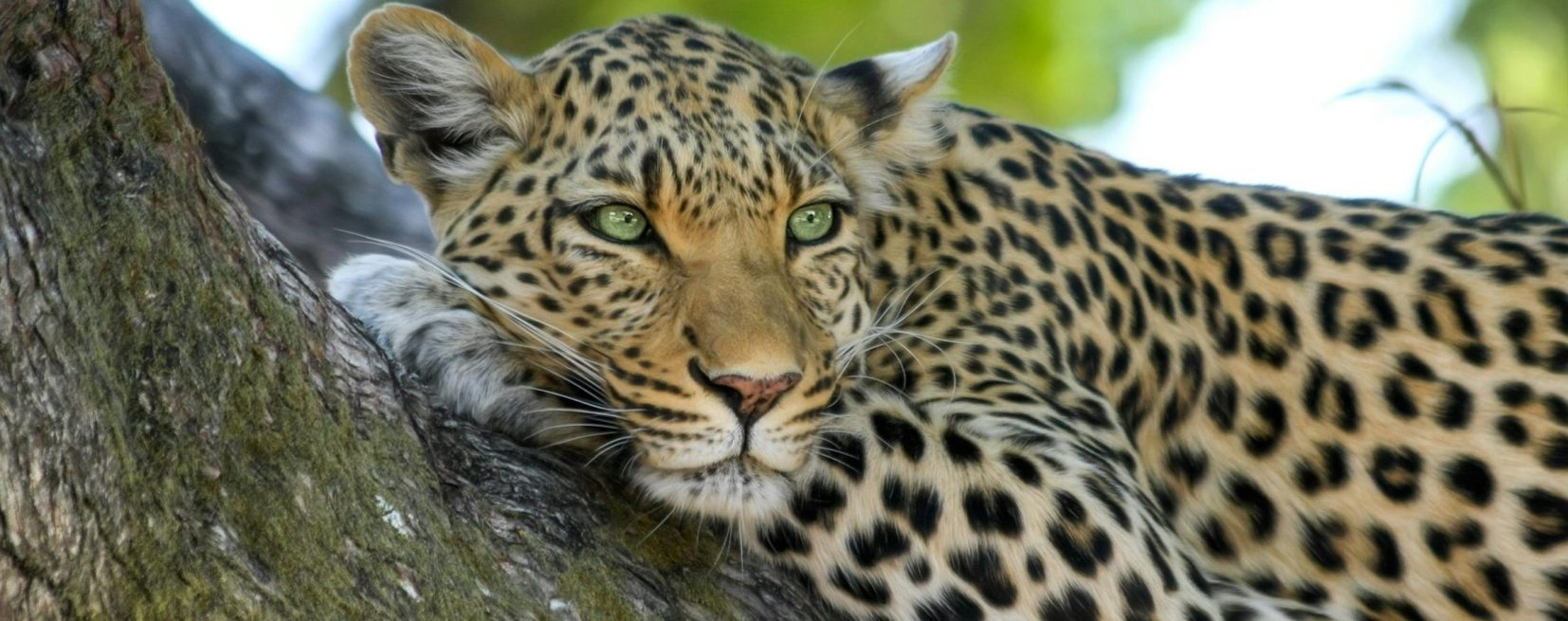 Leopard resting in a tree South Africa Big 5 safari
