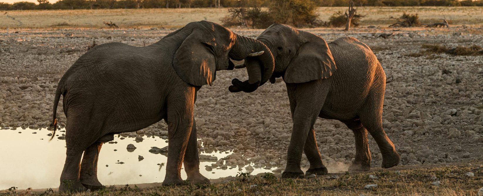 Elephants at a waterhole South Africa Big 5 safari October 2027