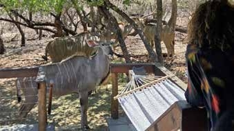 Buck at Marloth Park – Joxilox Safari Naturist Tour
