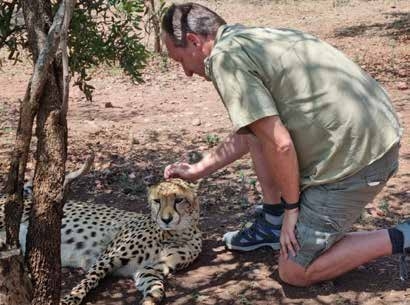 Cheetah at Lion and Cheetah Sanctuary – Joxilox Tours