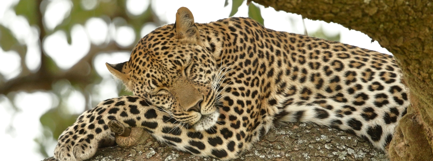 Cheetah resting in a tree Kruger National Park South Africa