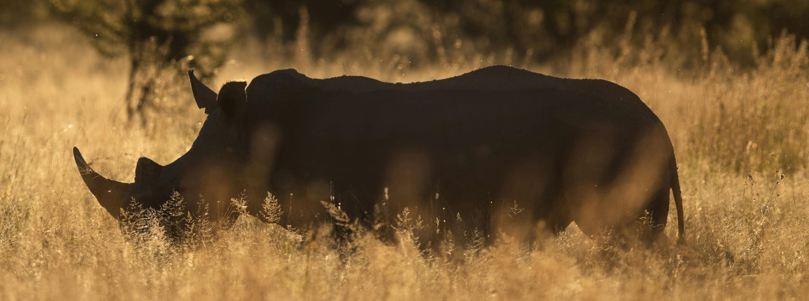 Rhino silhouette at golden sunset South Africa Big 5 safari