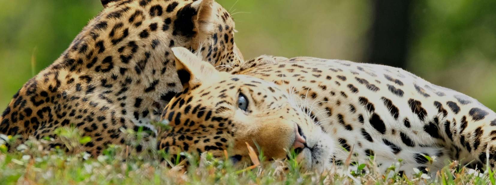 Leopard resting in a tree Kruger National Park South Africa