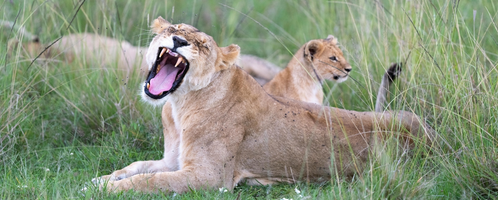 Lioness yawning in Dinokeng Game Reserve South Africa