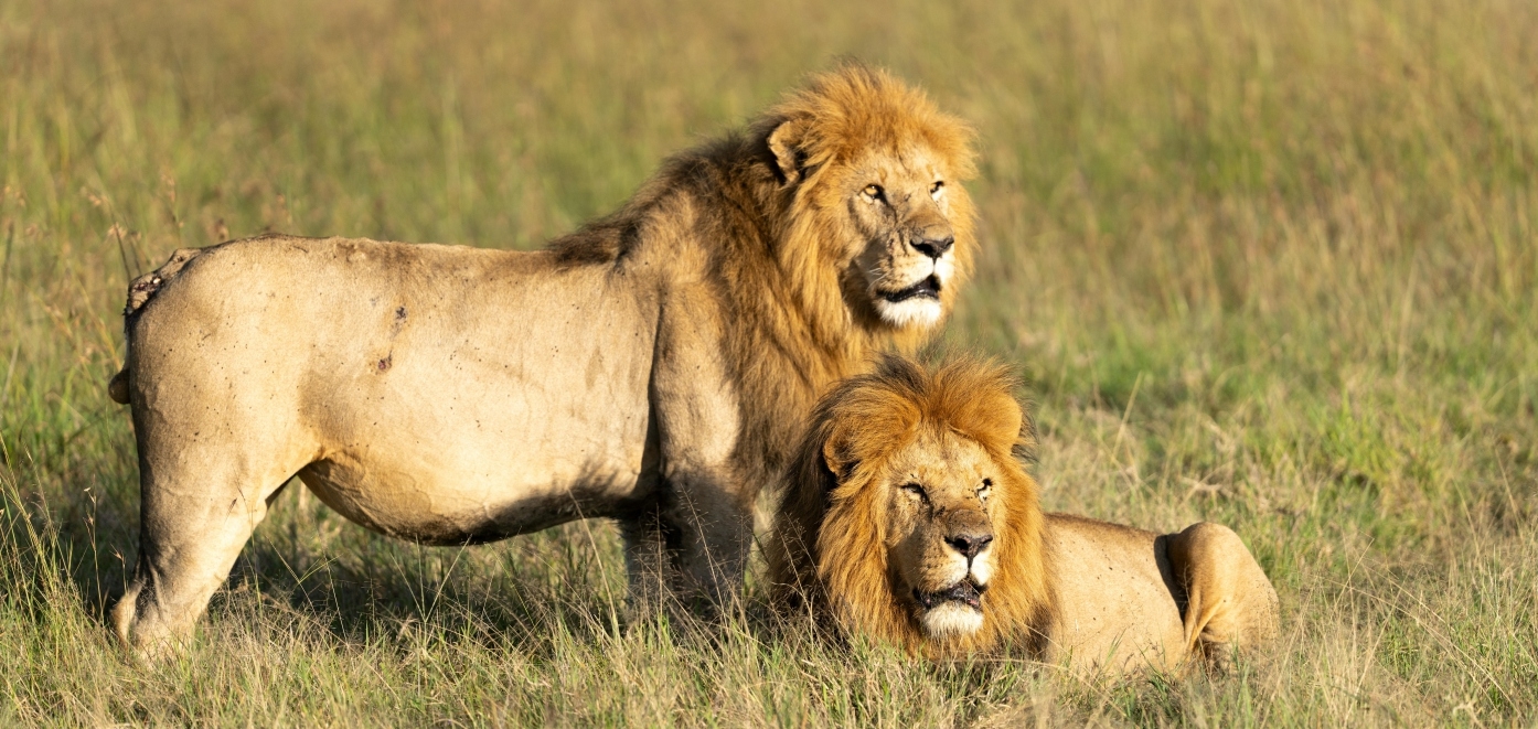 Lion and lioness resting in Dinokeng Game Reserve South Africa