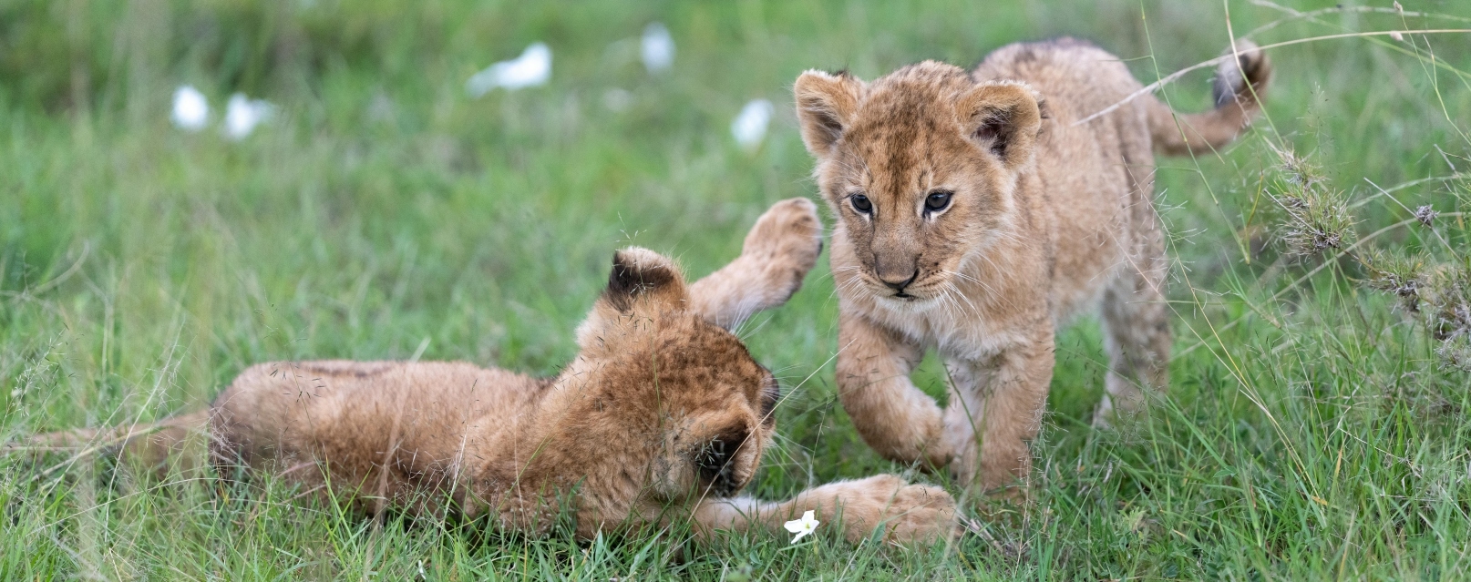 Lion cubs playing in the grass Dinokeng Game Reserve South Africa