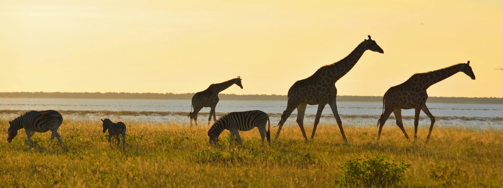 Giraffes at sunset South Africa Panorama Route naturist tour
