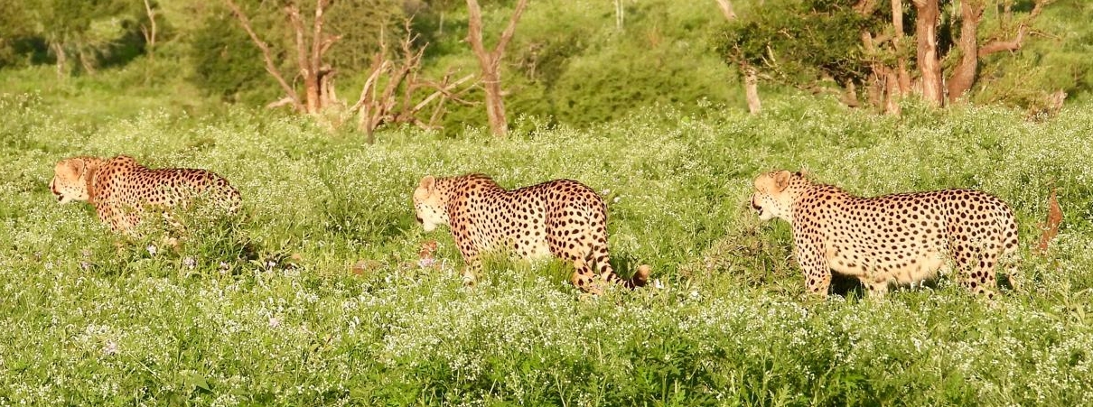 Cheetahs in the African bush South Africa Panorama naturist tour December 2026