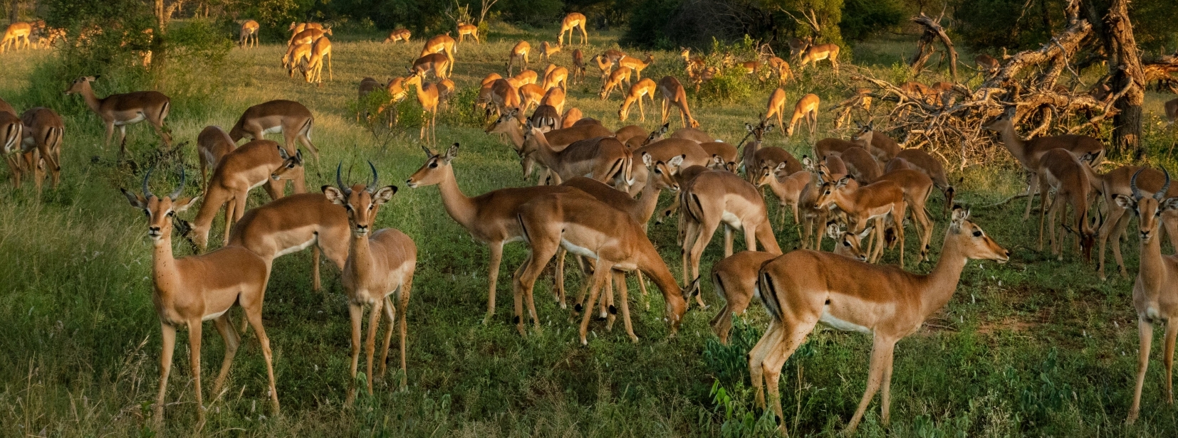 Impala herd grazing at golden hour South Africa Panorama Route