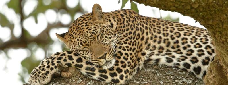 Leopard resting in a tree Kruger National Park South Africa