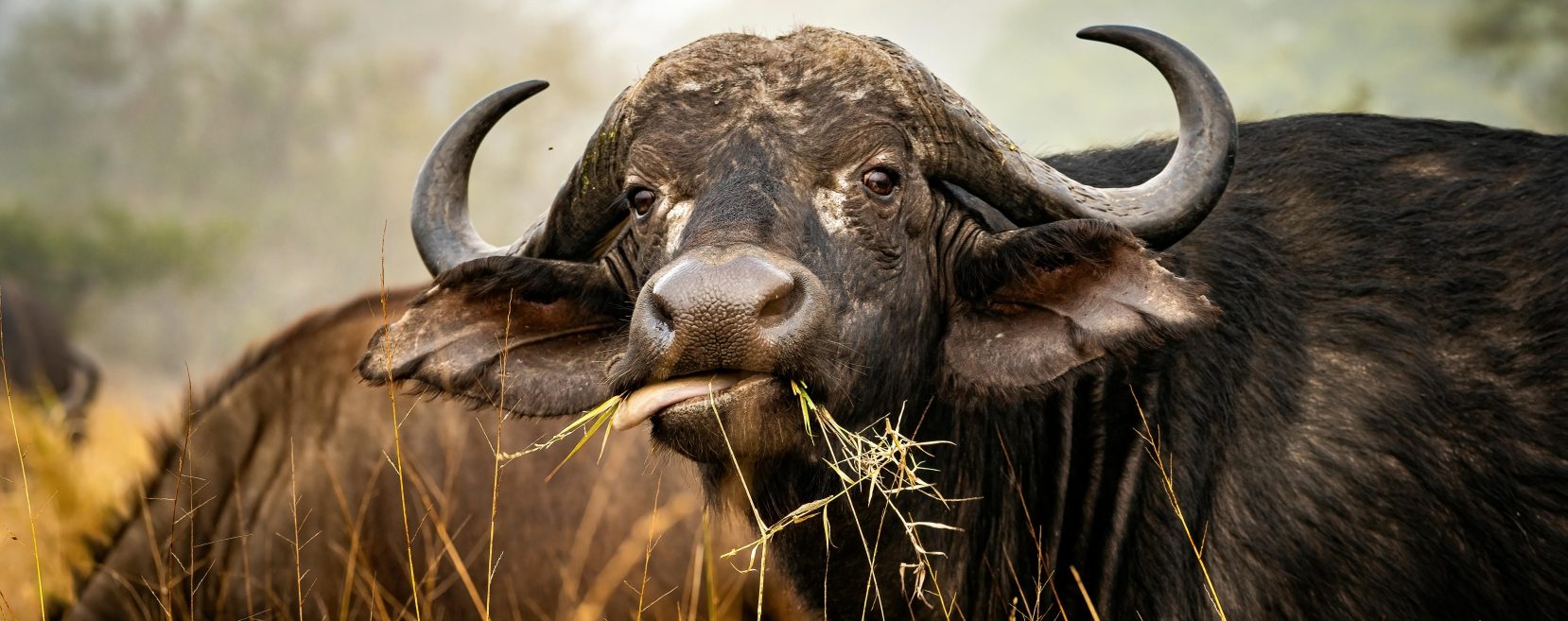 African buffalo close up South Africa Big 5 safari October 2027