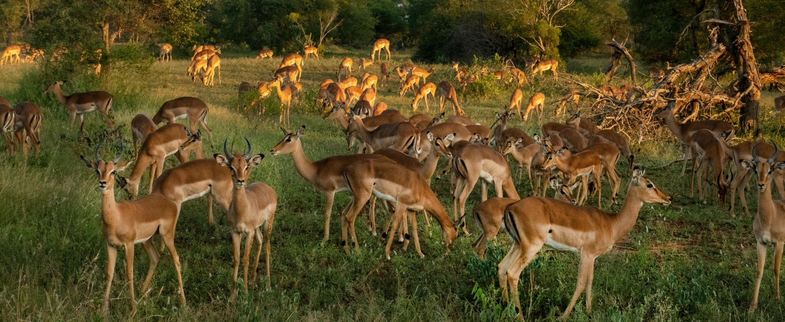 Impala herd grazing in Dinokeng Game Reserve South Africa