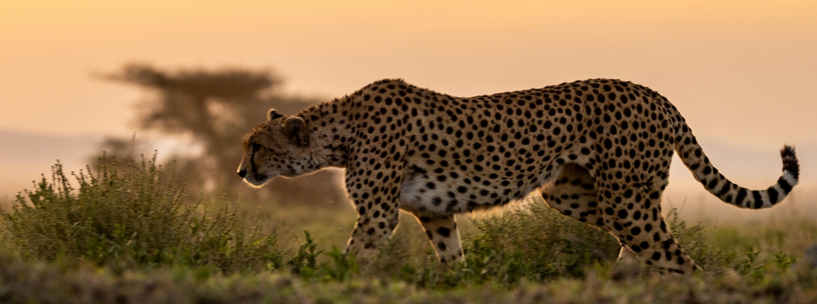 Cheetah at golden sunset South Africa Panorama Route naturist tour