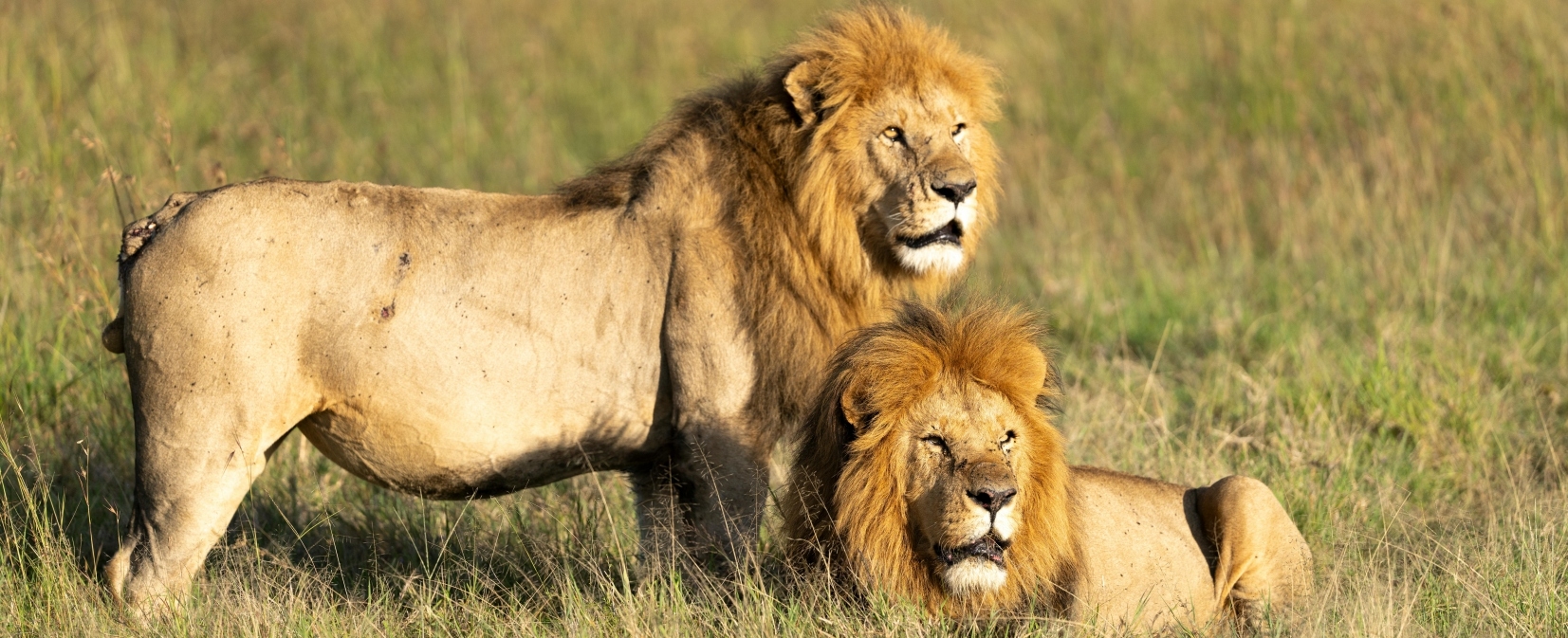 Lion and lioness resting in the African bush South Africa Panorama naturist tour