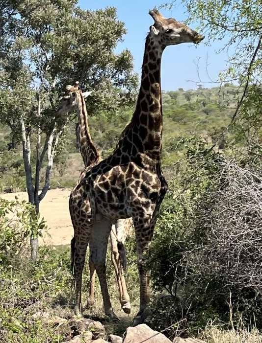Giraffe at Marloth Park – Joxilox Big5 Safari Naturist Tour October 2025